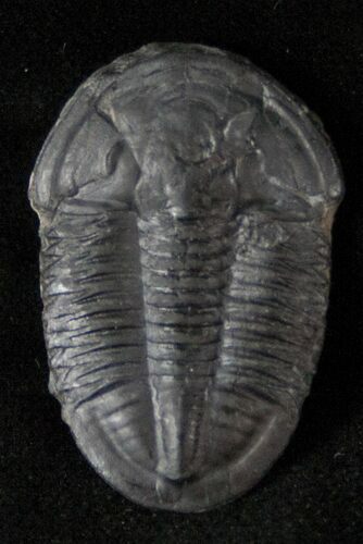 Loose Asaphiscus Wheeleri Trilobite #12525